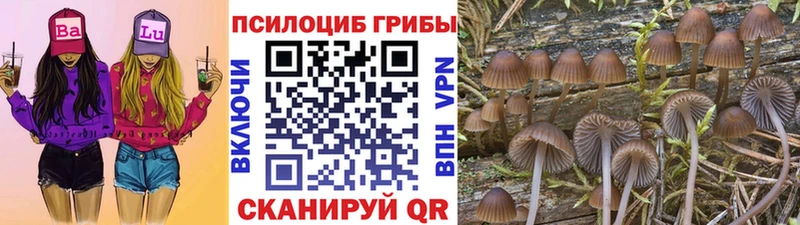 Псилоцибиновые грибы мицелий  Купить  Пушкино 